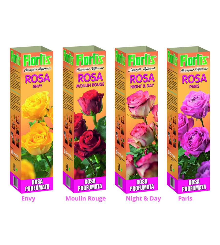 Arbusto Rose profumate pregiate Mix