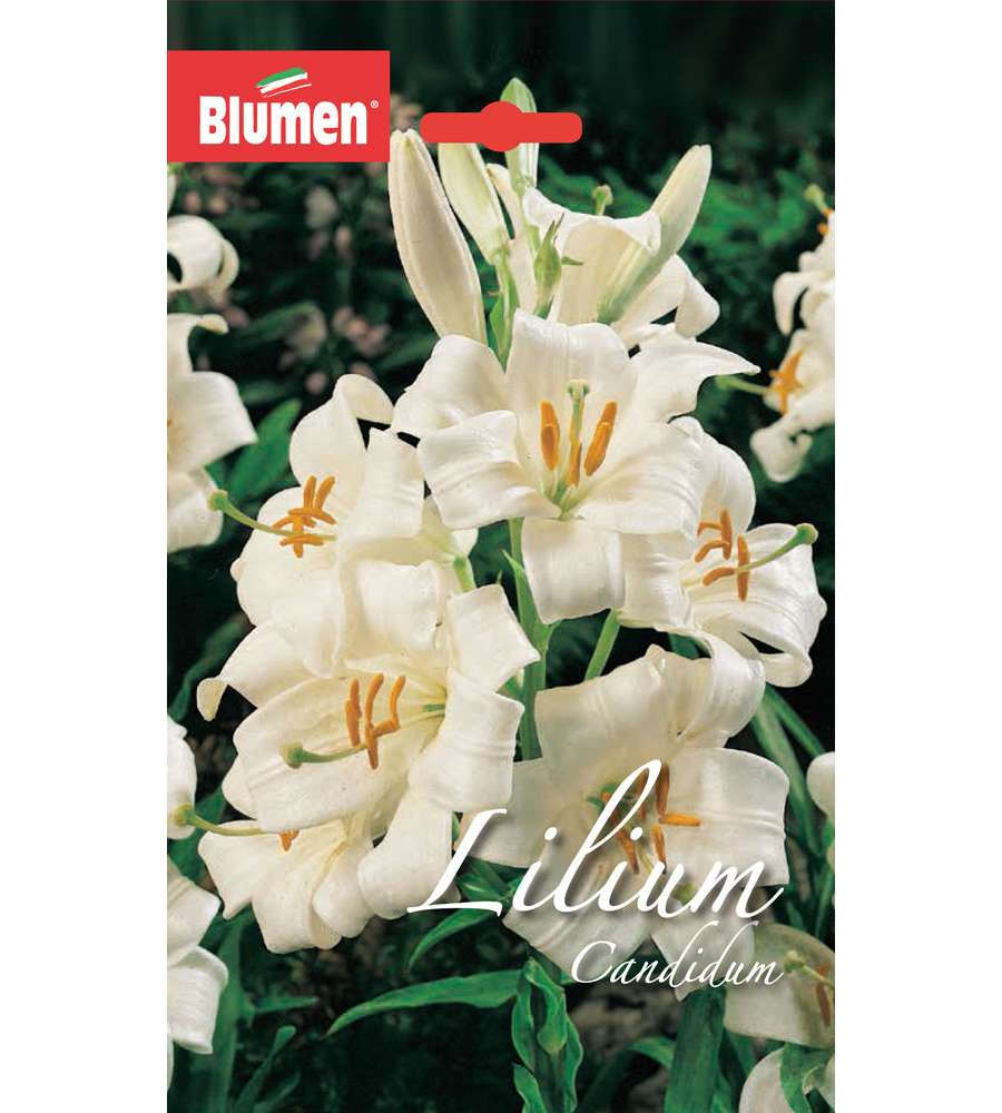 Bulbo Lilium Candidum