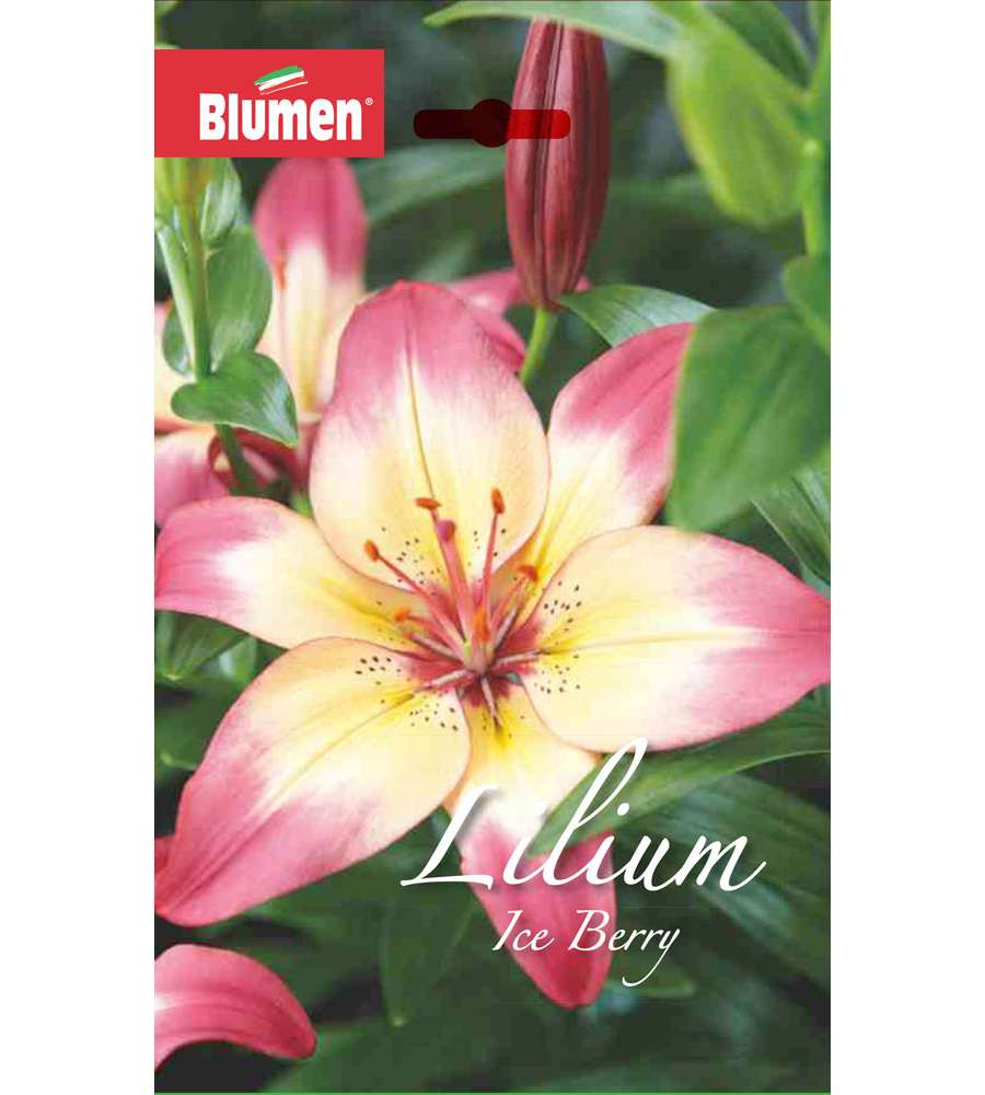 Bulbo Lilium Ice Berry/Levi