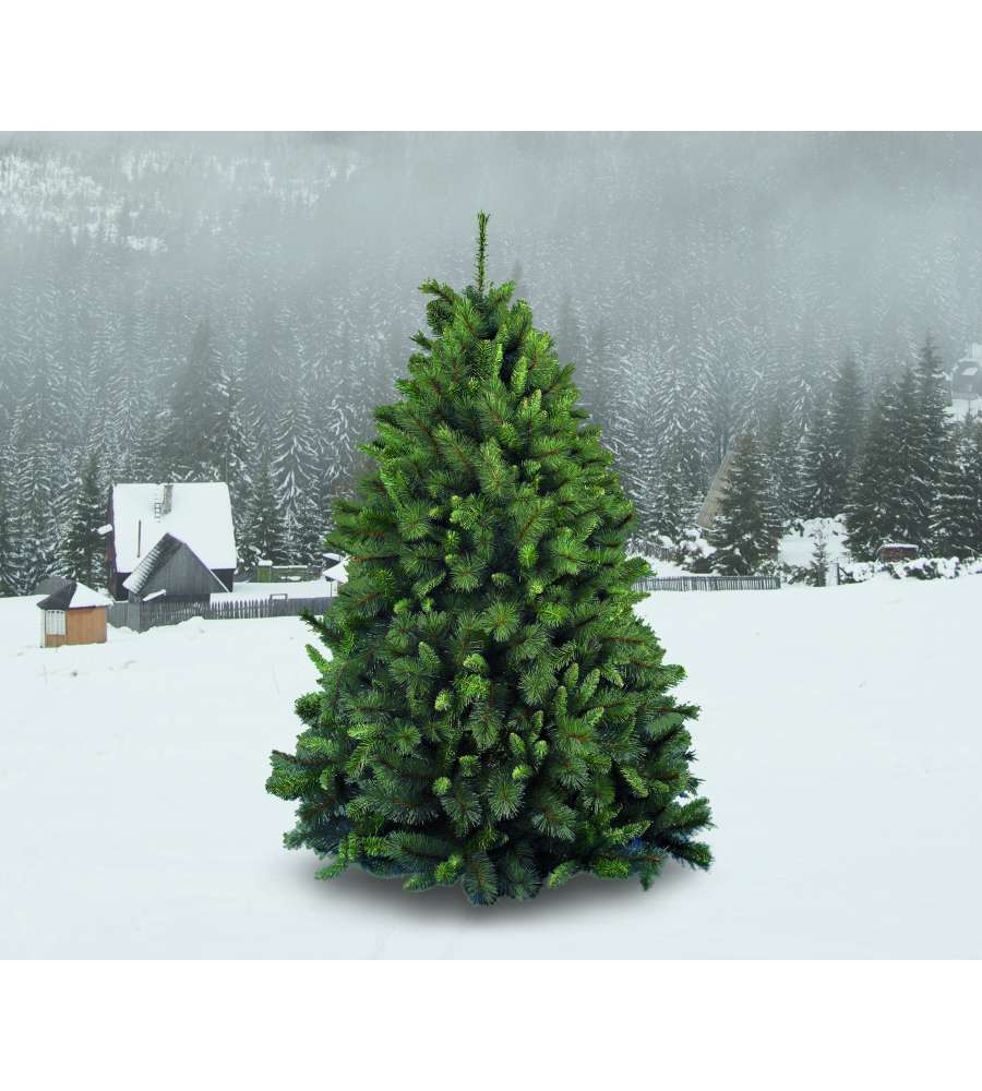 Albero Di Natale Germogliato 210 Cm