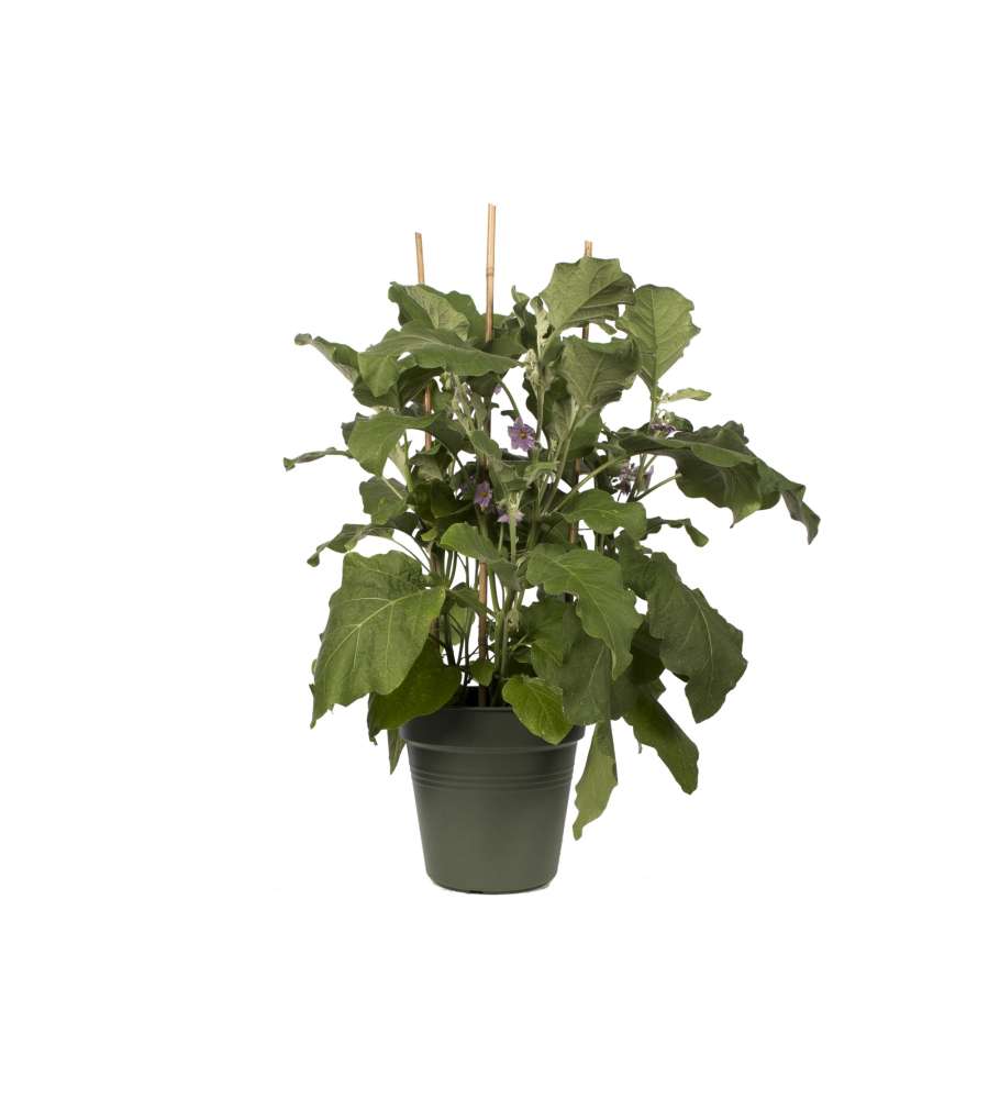 Vaso Growpot 27 cm Leaf Green