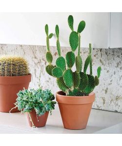 Deroma Vaso Terracotta - Cotto - 21 cm