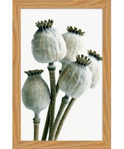 Decoposter Poppy con cornice