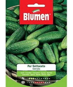 Blumen Sementi Cetriolo per Sottaceto Verde Chiaro 7-10 cm per Orto