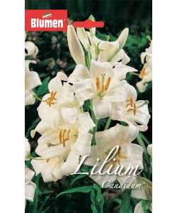 Bulbo Lilium Candidum