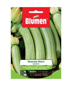Blumen Semi Zucchino Genovese Chiaro 20g - Frutti Verde Chiaro 18-20cm