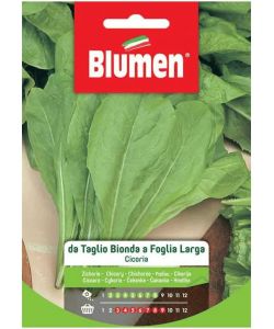 Blumen Cicoria da Taglio Bionda Foglia Larga Sementi Verde-Biondo 0,5 cm