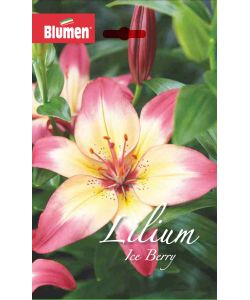 Bulbo Lilium Ice Berry/Levi