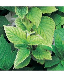 Flortis Concime Granulare Solfato Ferroso - Rinverdente Antimuschio - 1000g