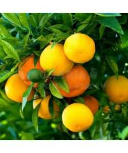 Flortis Concime Agrumi - Energy Giallo - 600 g