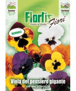 Sementi Fiori Viola del Pensiero - Pronte per Semina