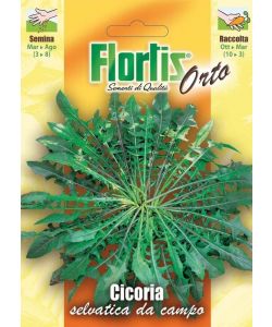 Sementi Orto - Cicoria Selvatica Da Campo - Pronte per Semina