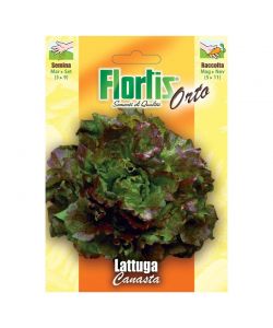 Flortis Semi di Lattuga Marvilla - Verde Riccia con Ciuffo Rosso 25-30 cm