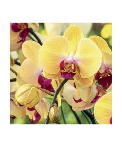 Flortis Terriccio per Orchidee Phalaenopsis 2L Bio con Corteccia di Pino