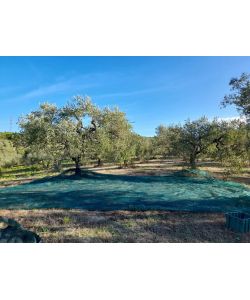 OLIVARI Rete per Olive - Verde - 8x8m