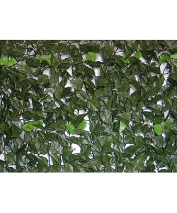 Siepe Evergreen Brixo Lauro 1X20Mt