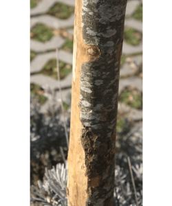 Alce Pali Rotondi Castagno Semiscortecciati 5 Pz d. 3-5 x 210 cm con Punta