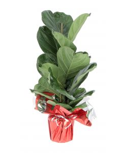 Piante verdi mix in confezione regalo