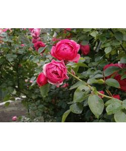 Vaso Fiori Rosa 12 cm - Piccolo e Decorativo per Interni