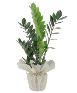 Pianta Zamioculcas