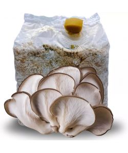 Substrato Coltivazione Funghi Ostreatus - Ideale per Interni