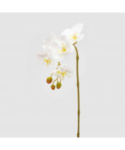 Orchidea Phalenopsis Olis Ramo singolo Bianco h 70 cm