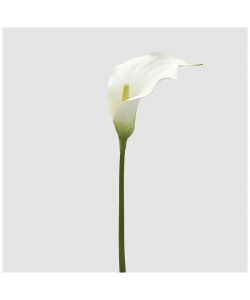 EDG Ramo Fiore Calla Artificiale Bianco Altezza 75 cm