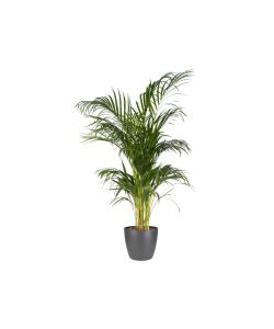 Elho Vaso Brussels - Antracite - Ø 20 cm