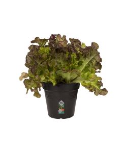 Elho Vaso da Esterno Growpot - Nero - 11 cm