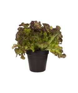 Elho Vaso da Esterno Growpot - Nero - 11 cm