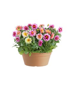 Elho Vaso da Giardino Green Basics - Beige - Ø 27 cm