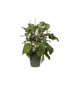 Vaso Growpot 17 cm Leaf Green