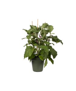 Elho Vaso da Esterno Growpot - Verde Leaf - 27 cm