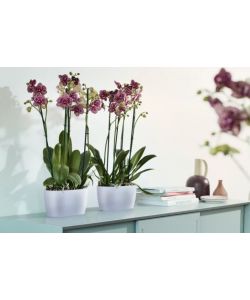 Vaso Brussels Orchid Duo 25cm