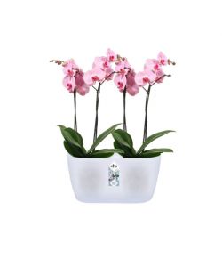 Vaso Brussels Orchid Duo 25cm