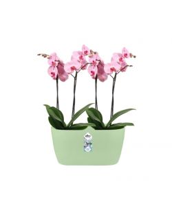 Vaso Brussels Orchid Duo Verde