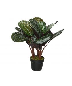 Pianta Artificiale Calathea H 47 Cm