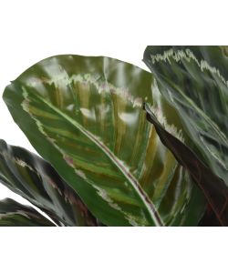 Pianta Artificiale Calathea H 47 Cm