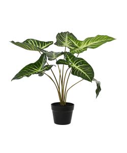 Pianta Artificiale Caladium in Vaso 55xH63 cm - 9 Foglie Verdi