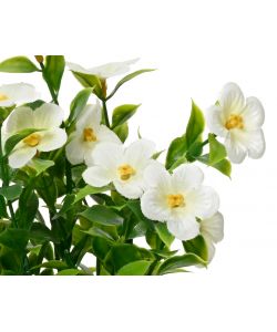 Catharanthus artificiale in vaso